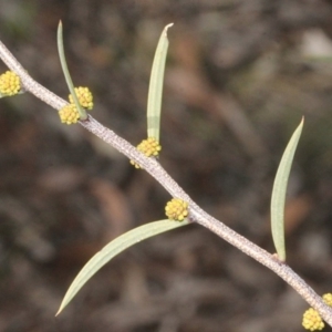 Acacia siculiformis at Cotter River, ACT - 22 Aug 2019 10:44 AM