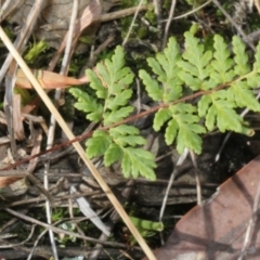 Cheilanthes (genus) (Rock Fern) at Cotter River, ACT - 22 Aug 2019 by PeteWoodall