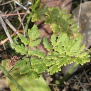 Cheilanthes sp. at Cotter River, ACT - 22 Aug 2019