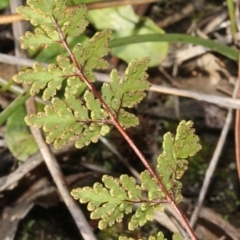 Cheilanthes sp. at Cotter River, ACT - 22 Aug 2019