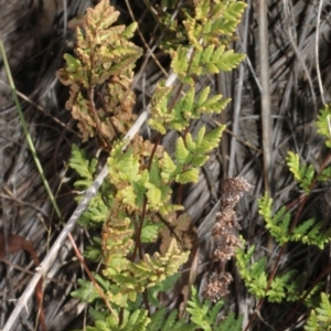 Cheilanthes sp. at Cotter River, ACT - 22 Aug 2019