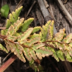 Cheilanthes sp. at Cotter River, ACT - 22 Aug 2019