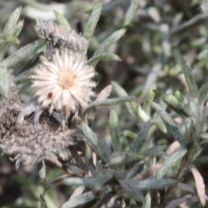 Chrysocephalum semipapposum at Cotter River, ACT - 22 Aug 2019 10:50 AM