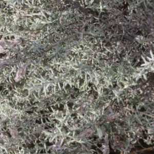 Chrysocephalum semipapposum at Cotter River, ACT - 22 Aug 2019 10:50 AM