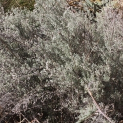 Chrysocephalum semipapposum at Cotter River, ACT - 22 Aug 2019 10:50 AM