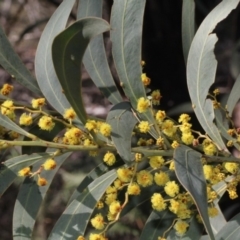 Acacia obliquinervia (Mountain Hickory) at Coree, ACT - 22 Aug 2019 by PeteWoodall