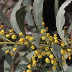 Acacia obliquinervia at Coree, ACT - 22 Aug 2019