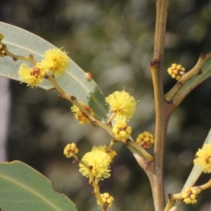 Acacia obliquinervia at Coree, ACT - 22 Aug 2019