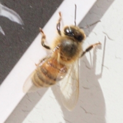 Apis mellifera (European honey bee) at Coree, ACT - 22 Aug 2019 by PeteWoodall