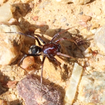 Habronestes sp. (genus) (An ant-eating spider) at Lower Cotter Catchment - 22 Aug 2019 by PeteWoodall