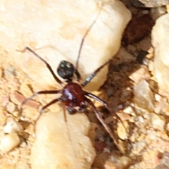 Habronestes sp. (genus) at Coree, ACT - 22 Aug 2019