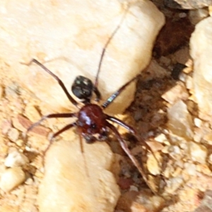 Habronestes sp. (genus) at Coree, ACT - 22 Aug 2019