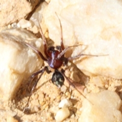 Habronestes sp. (genus) at Coree, ACT - 22 Aug 2019