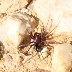 Habronestes sp. (genus) at Coree, ACT - 22 Aug 2019