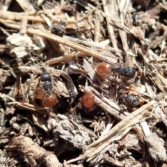 Meranoplus sp. (genus) (Shield Ant) at Mount Painter - 20 Jan 2020 by CathB