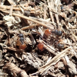 Meranoplus sp. (genus) at Cook, ACT - 20 Jan 2020