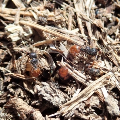 Meranoplus sp. (genus) (Shield Ant) at Mount Painter - 20 Jan 2020 by CathB