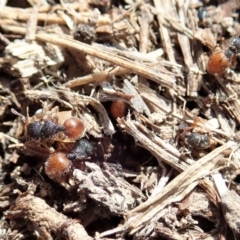 Meranoplus sp. (genus) at Cook, ACT - 20 Jan 2020