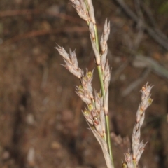 Lepidosperma laterale (Variable Sword Sedge) at Coree, ACT - 22 Aug 2019 by PeteWoodall