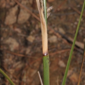 Lepidosperma laterale at Coree, ACT - 22 Aug 2019