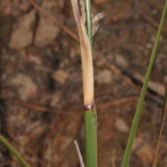 Lepidosperma laterale at Coree, ACT - 22 Aug 2019