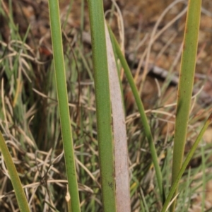 Lepidosperma laterale at Coree, ACT - 22 Aug 2019