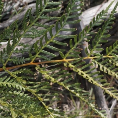 Pteridium esculentum (Bracken) at Coree, ACT - 22 Aug 2019 by PeteWoodall