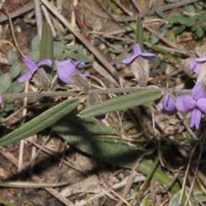 Hovea heterophylla at Coree, ACT - 22 Aug 2019