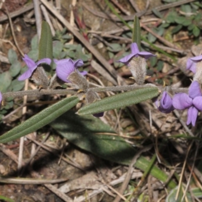 Hovea heterophylla (Common Hovea) at Coree, ACT - 22 Aug 2019 by PeteWoodall