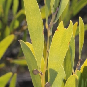 Acacia melanoxylon at Coree, ACT - 22 Aug 2019