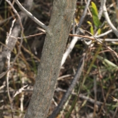 Acacia melanoxylon at Coree, ACT - 22 Aug 2019 11:25 AM