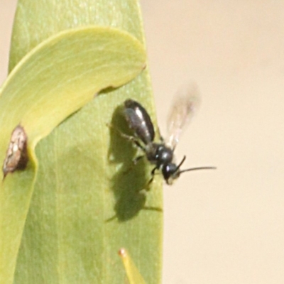 Unidentified Bee (Hymenoptera, Apiformes) at Lower Cotter Catchment - 22 Aug 2019 by PeteWoodall