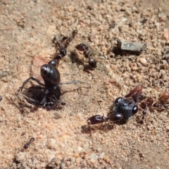 Pheidole sp. (genus) (Seed-harvesting ant) at Mount Painter - 20 Jan 2020 by CathB