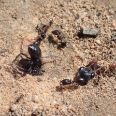 Pheidole sp. (genus) (Seed-harvesting ant) at Cook, ACT - 21 Jan 2020 by CathB