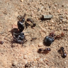 Pheidole sp. (genus) at Cook, ACT - 21 Jan 2020 10:54 AM