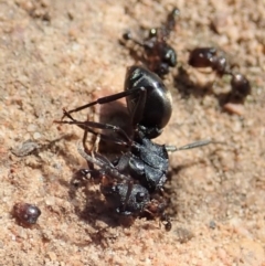 Pheidole sp. (genus) at Cook, ACT - 21 Jan 2020 10:54 AM