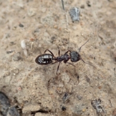 Notoncus sp. (genus) (A Notoncus ant) at Mount Painter - 19 Jan 2020 by CathB