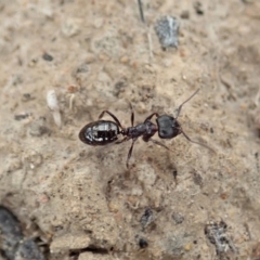 Notoncus sp. (genus) (A Notoncus ant) at Dunlop, ACT - 20 Jan 2020 by CathB