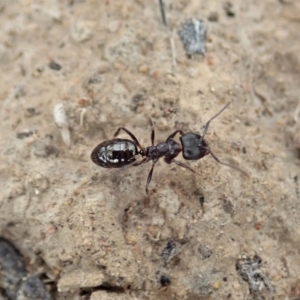 Notoncus sp. (genus) at Dunlop, ACT - 20 Jan 2020 09:49 AM