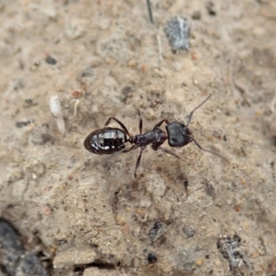 Notoncus sp. (genus) (A Notoncus ant) at Dunlop, ACT - 19 Jan 2020 by CathB