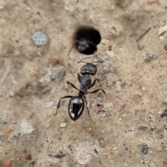 Notoncus sp. (genus) at Dunlop, ACT - 20 Jan 2020