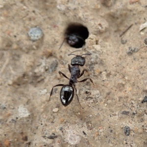 Notoncus sp. (genus) at Dunlop, ACT - 20 Jan 2020