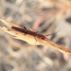 Syllitus grammicus (Longicorn or longhorn beetle) at Mount Painter - 18 Jan 2020 by CathB