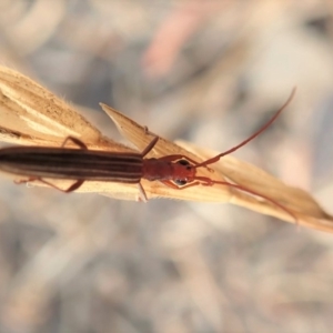 Syllitus grammicus at Cook, ACT - 18 Jan 2020