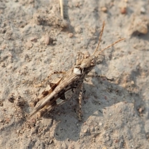 Austroicetes sp. (genus) at Cook, ACT - 18 Jan 2020