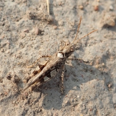 Austroicetes sp. (genus) (A grasshopper) at Cook, ACT - 18 Jan 2020 by CathB