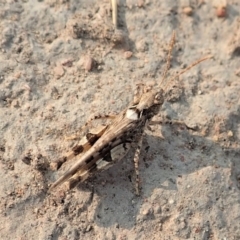 Austroicetes sp. (genus) at Cook, ACT - 18 Jan 2020