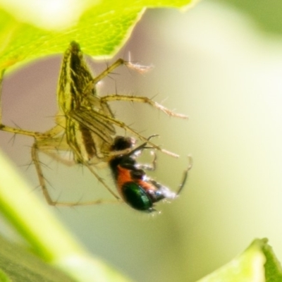 Oxyopes (genus) (Lynx spider) at Chapman, ACT - 19 Jan 2020 by SWishart