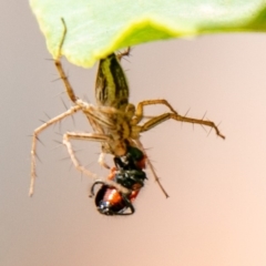 Oxyopes sp. (genus) at Chapman, ACT - 19 Jan 2020 12:15 PM