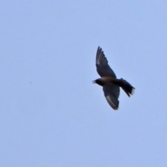 Artamus cyanopterus cyanopterus (Dusky Woodswallow) at Gigerline Nature Reserve - 21 Jan 2020 by RodDeb